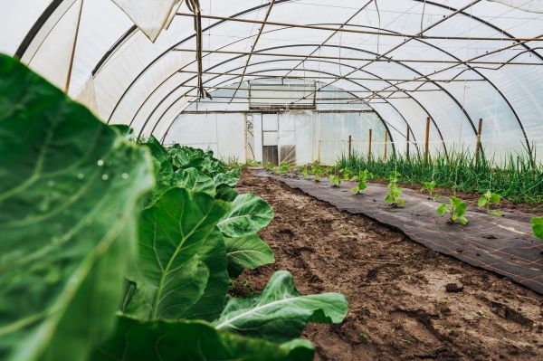 Greenhouse Demolition in Sandpoint